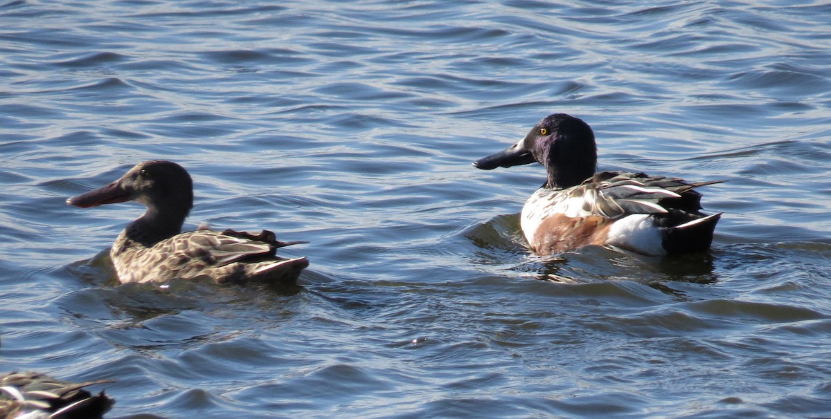Northern Shoveler - ML643257105