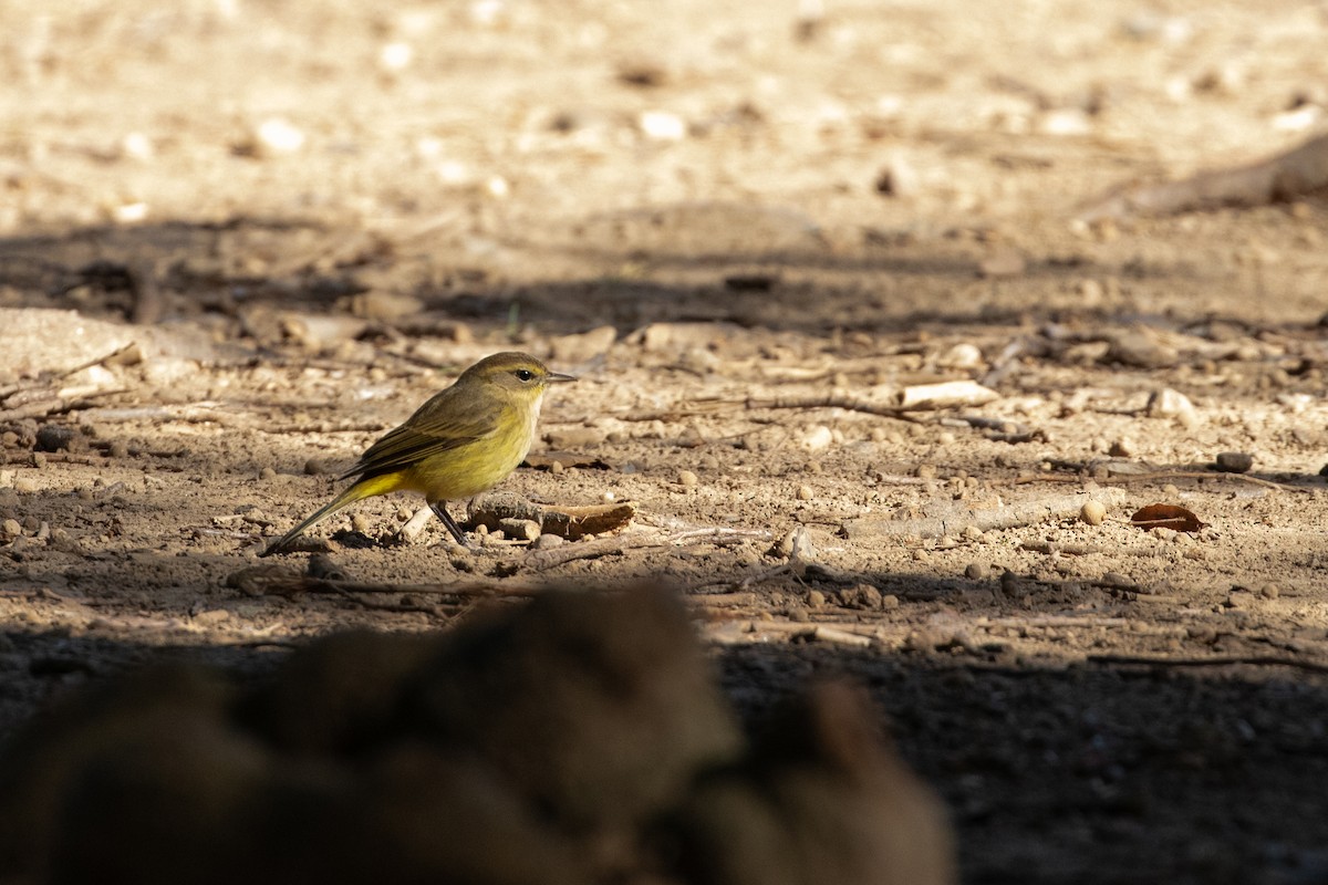 Palm Warbler - ML643257106