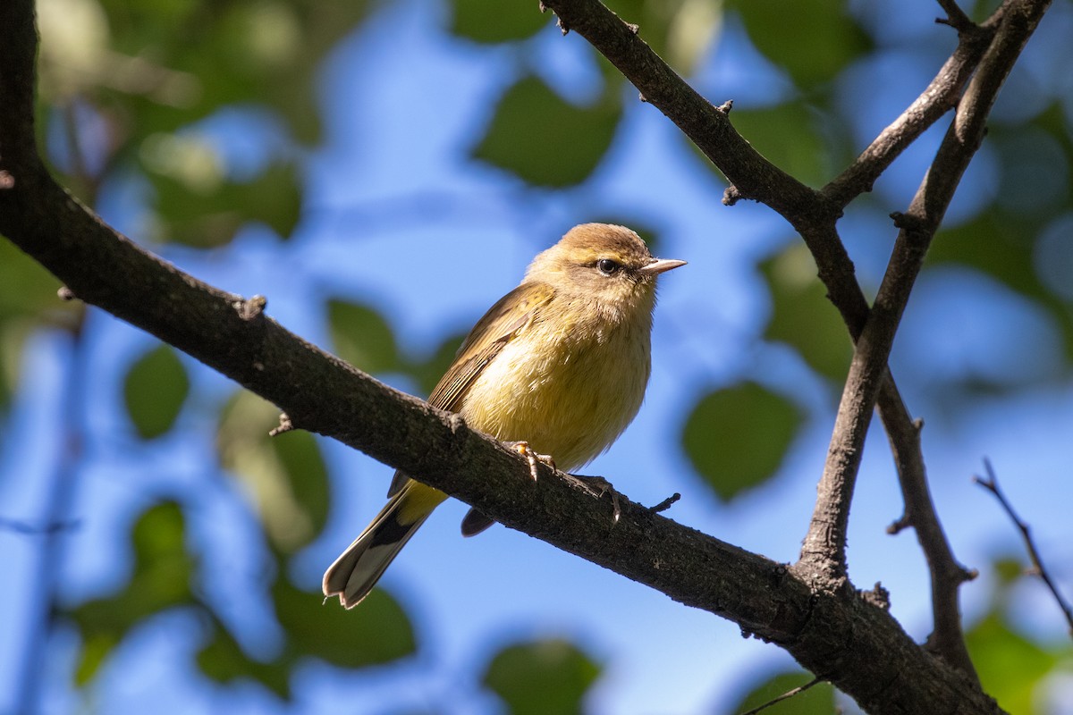 Palm Warbler - ML643257107