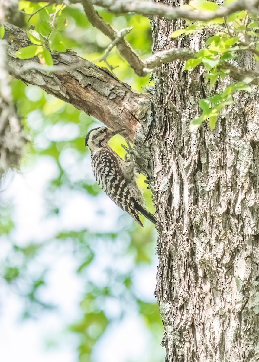 Ladder-backed Woodpecker - ML643257122