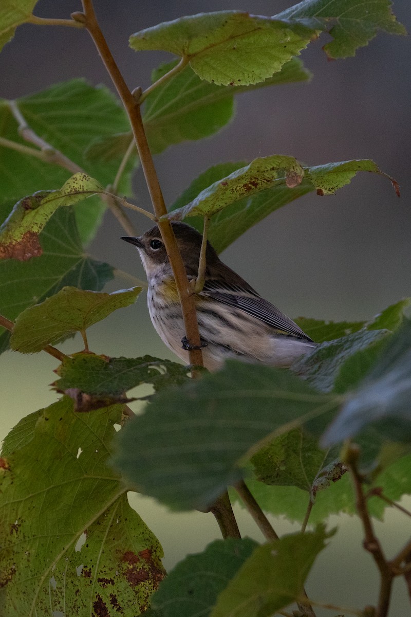 Yellow-rumped Warbler (Myrtle) - ML643257130