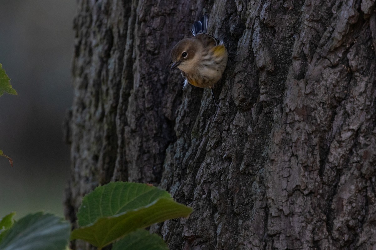 Yellow-rumped Warbler (Myrtle) - ML643257132