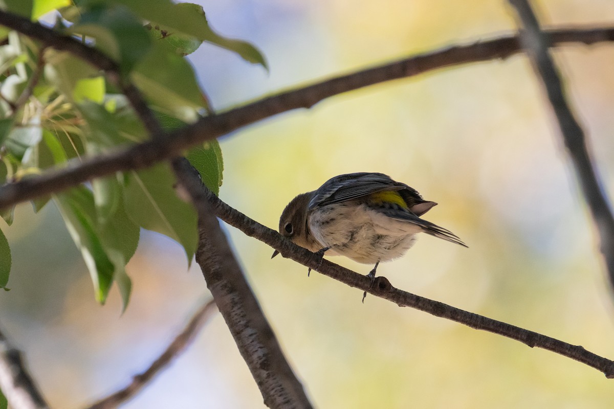 Yellow-rumped Warbler (Myrtle) - ML643257133