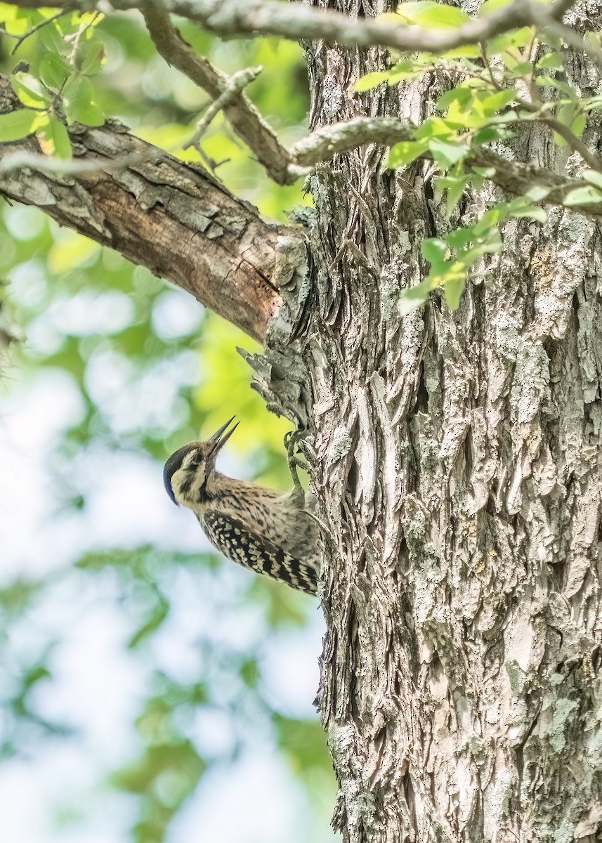 Ladder-backed Woodpecker - ML643257145