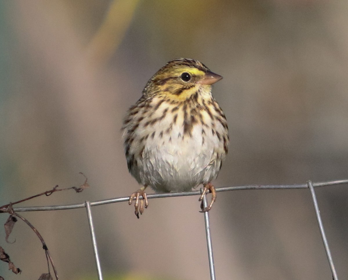 Savannah Sparrow (Savannah) - ML643257147