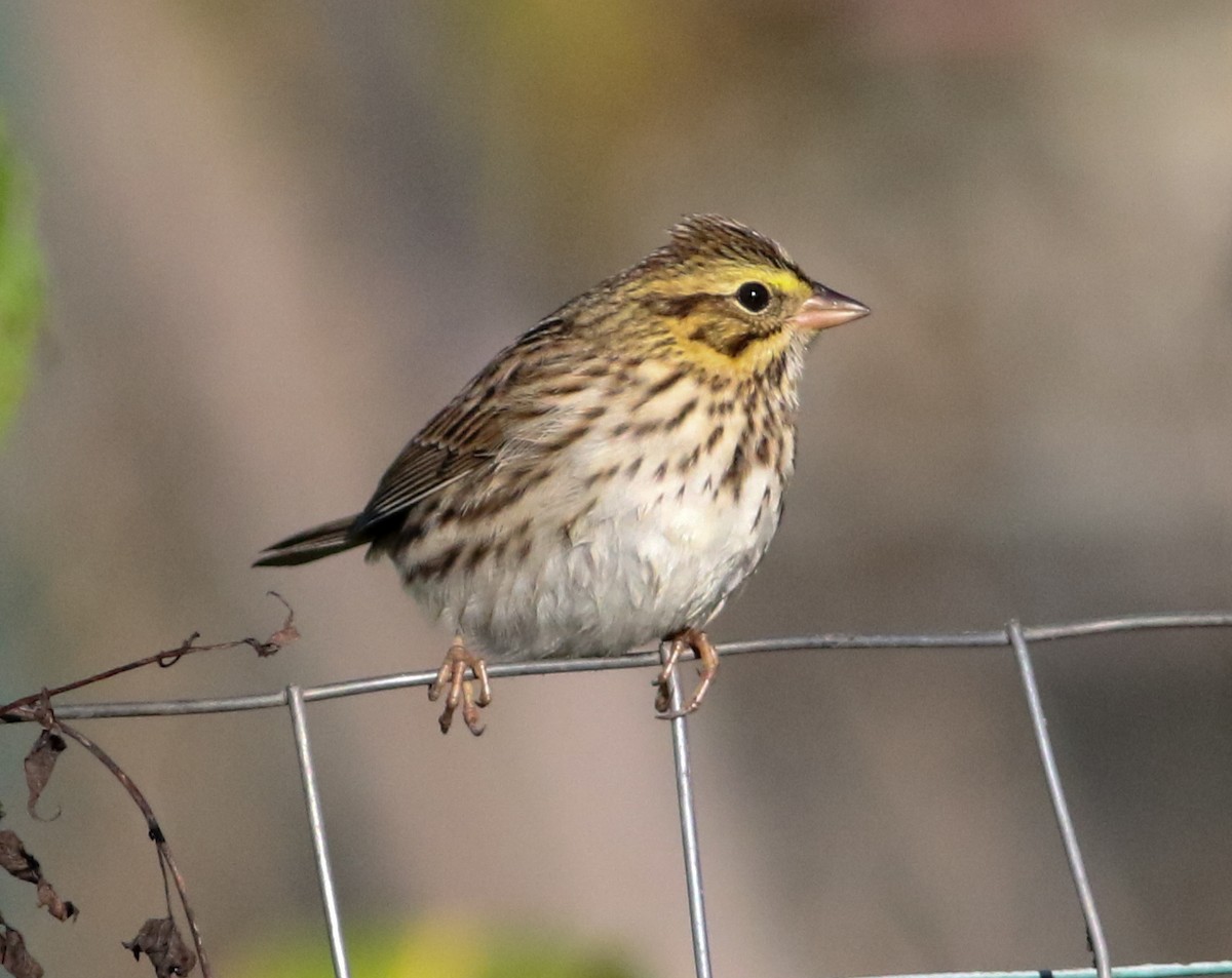 Savannah Sparrow (Savannah) - ML643257148