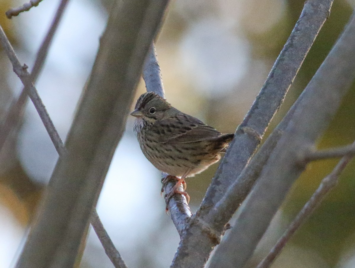 Lincoln's Sparrow - ML643257162