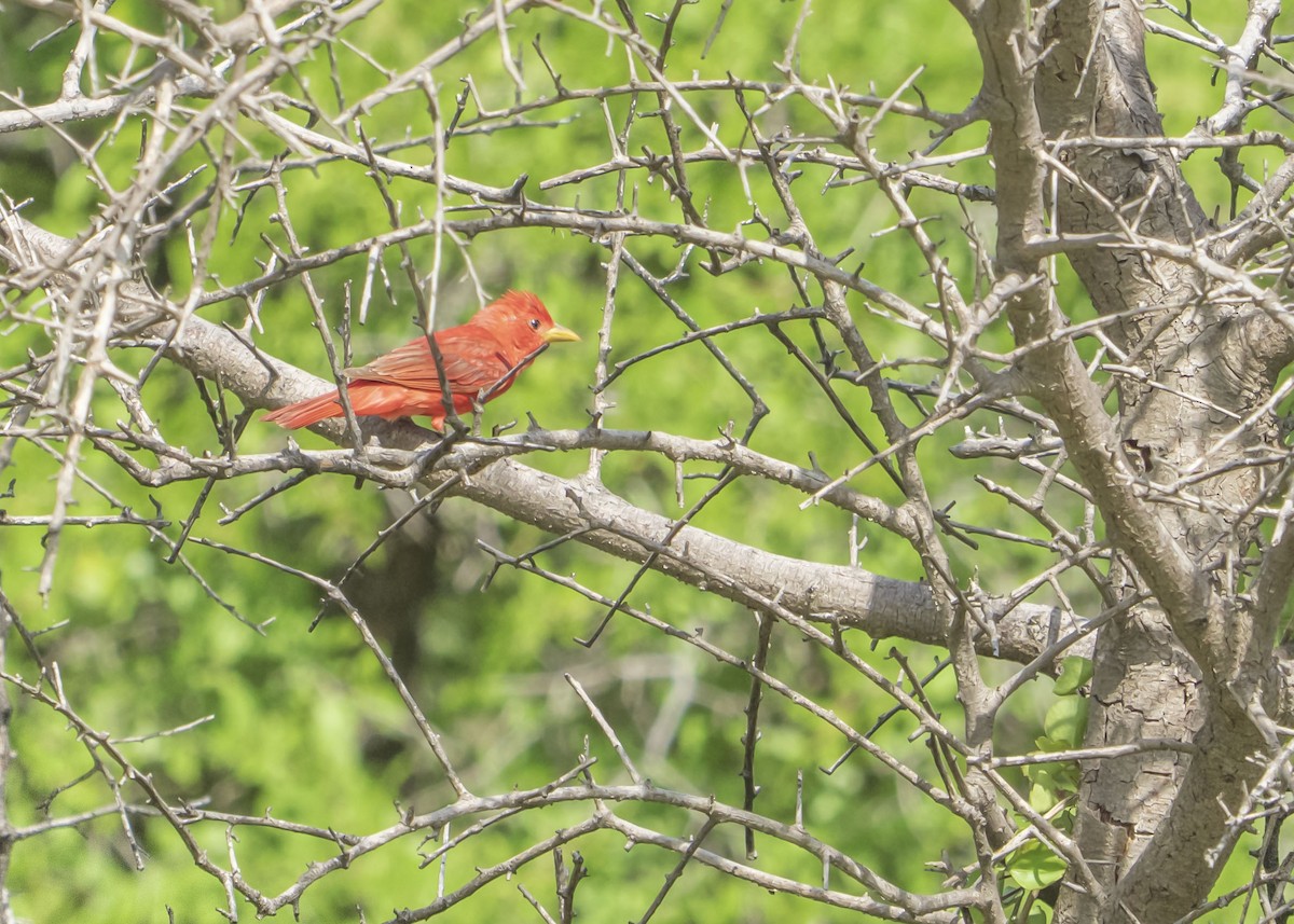 Summer Tanager - ML643257179