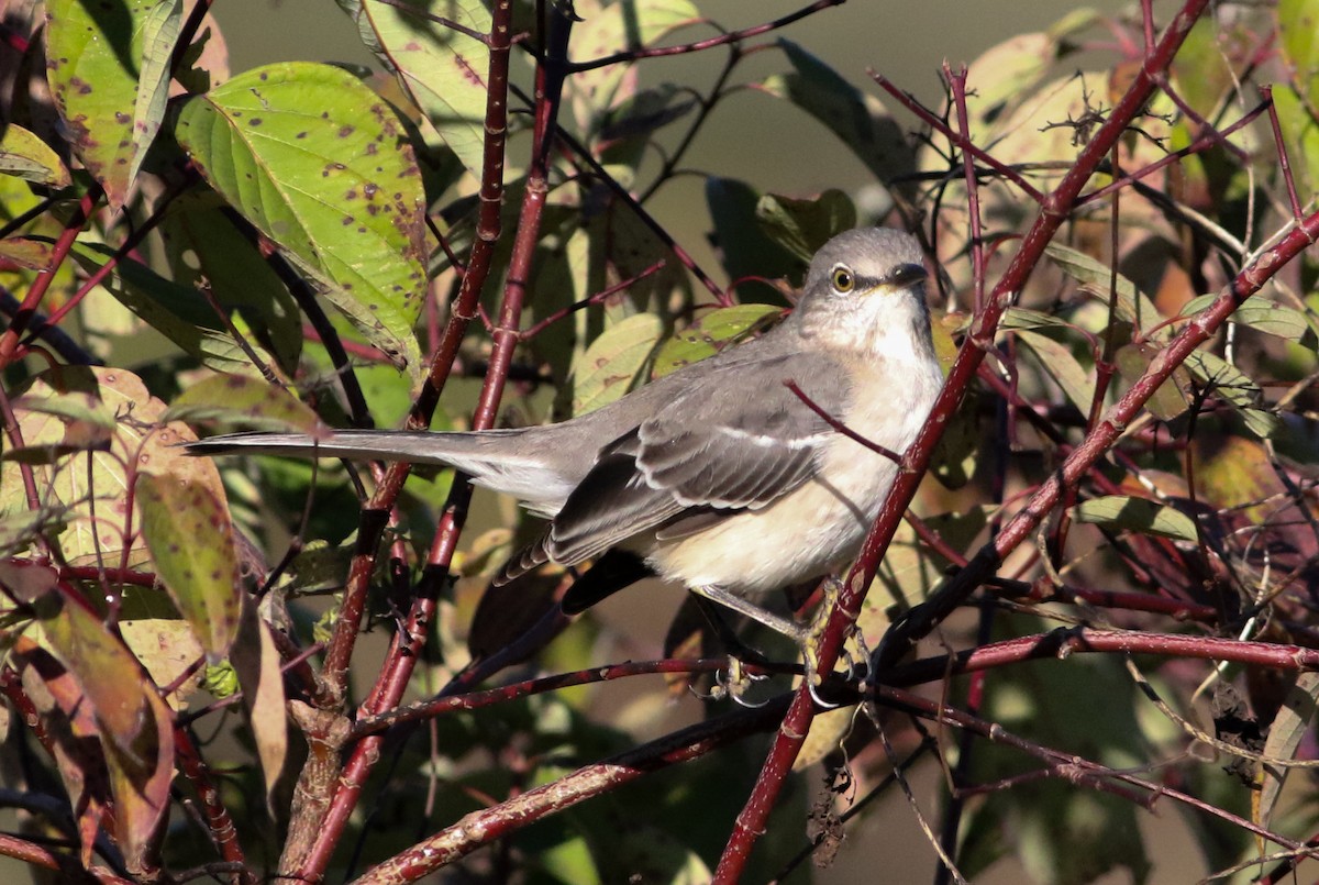 Northern Mockingbird - ML643257180