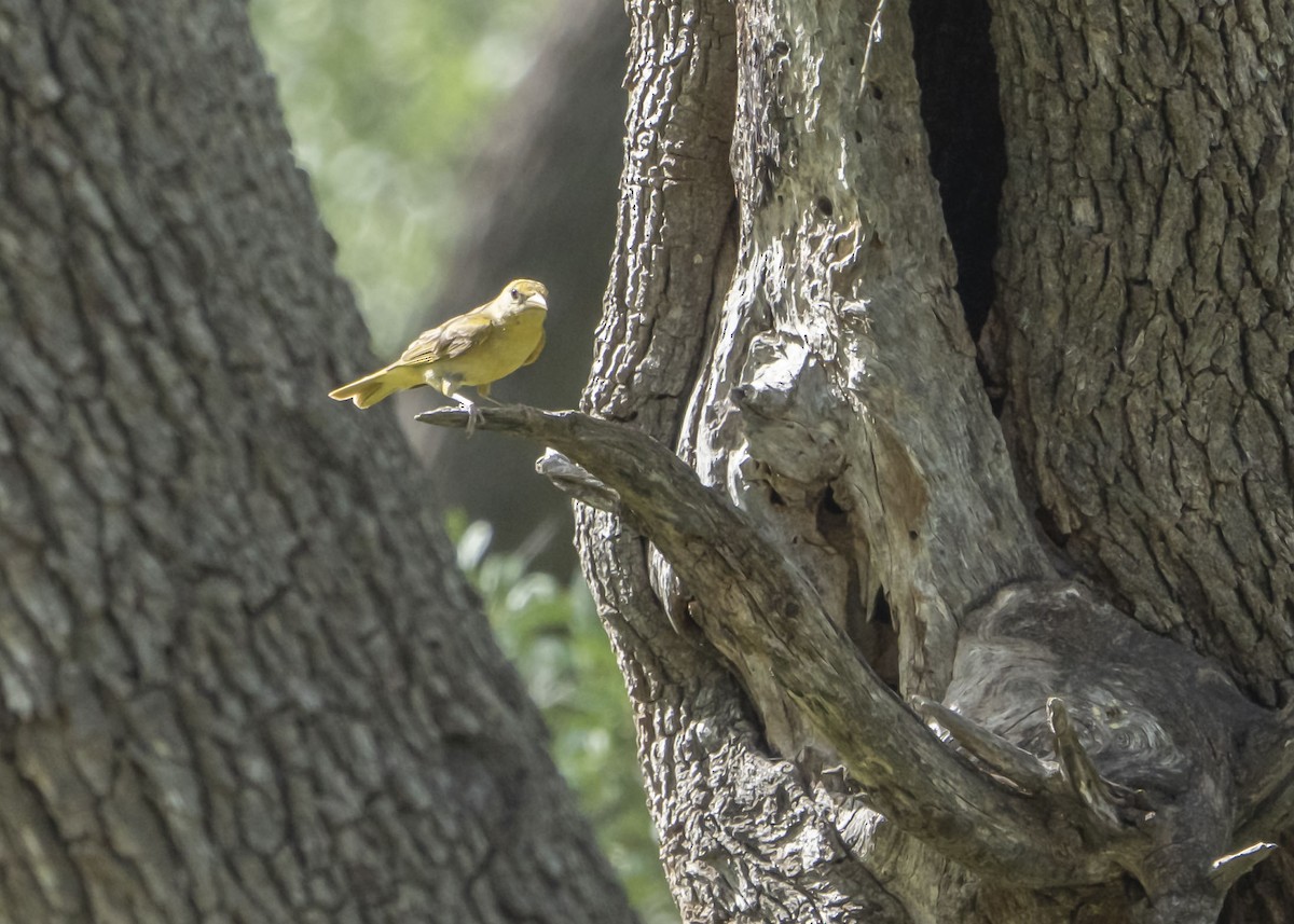 Summer Tanager - ML643257194