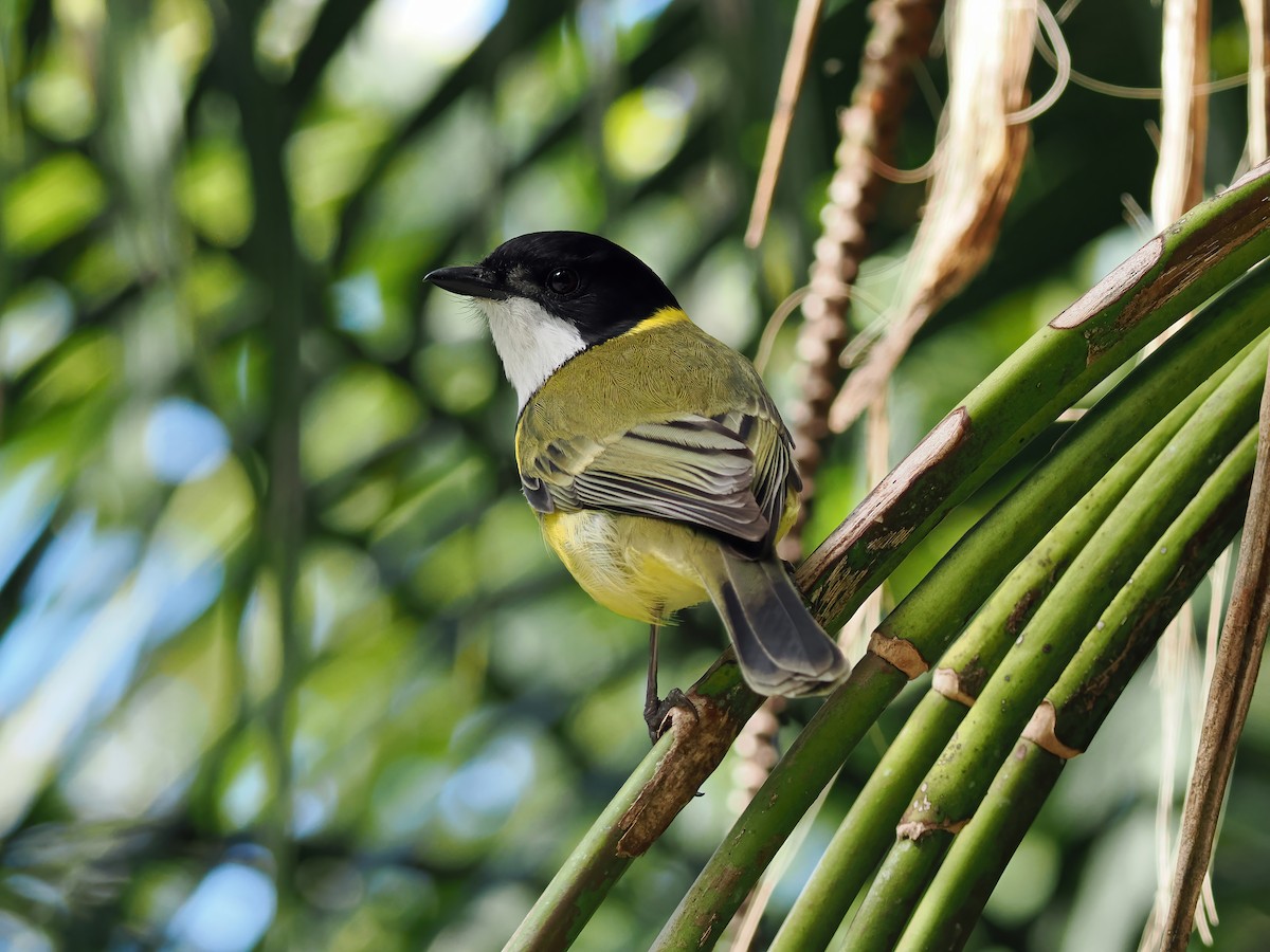 Golden Whistler (Eastern) - ML643257207