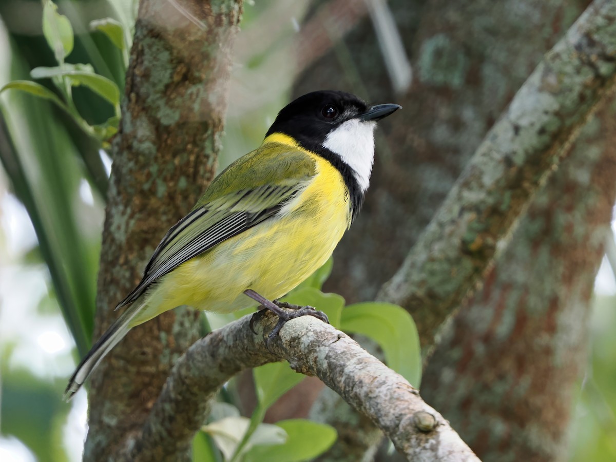 Golden Whistler (Eastern) - ML643257208