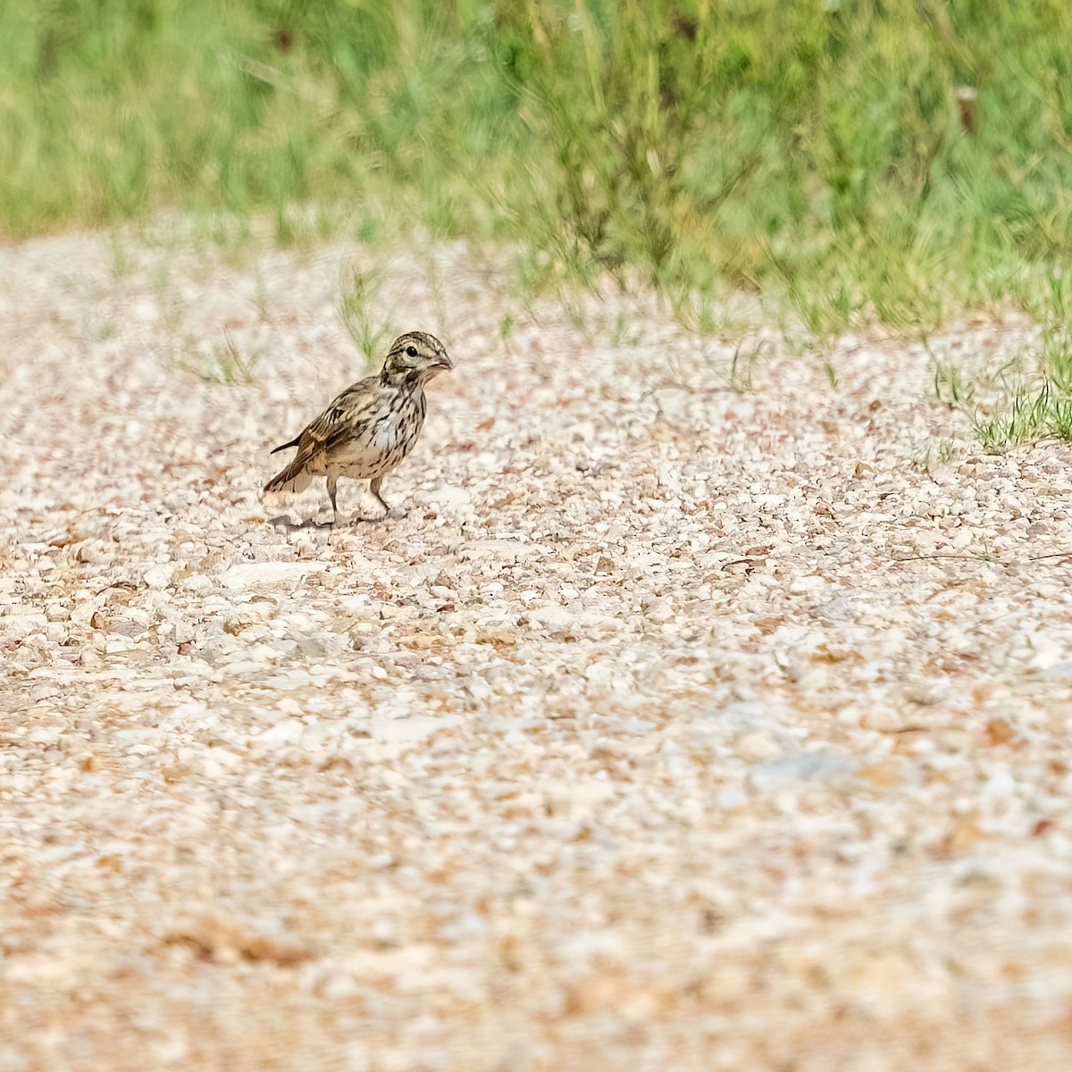 Lark Sparrow - ML643257209