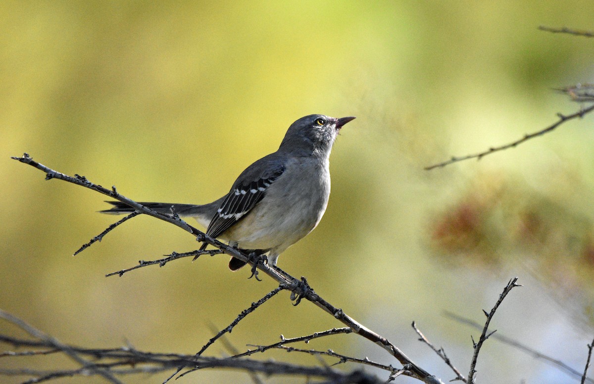 Northern Mockingbird - ML643257213