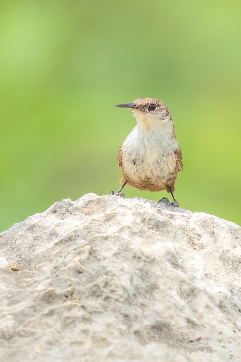 Canyon Wren - ML643257216