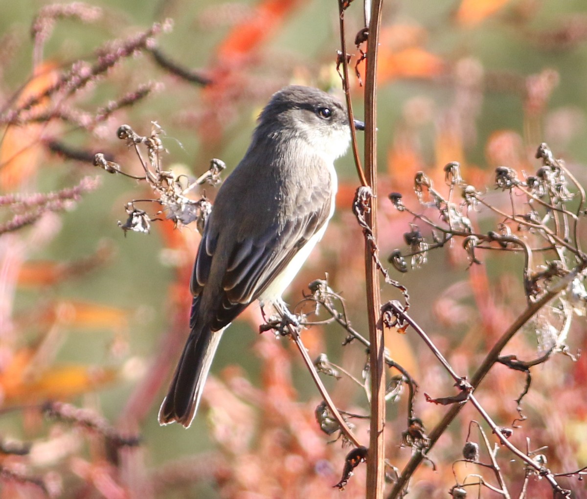 Eastern Phoebe - ML643257217
