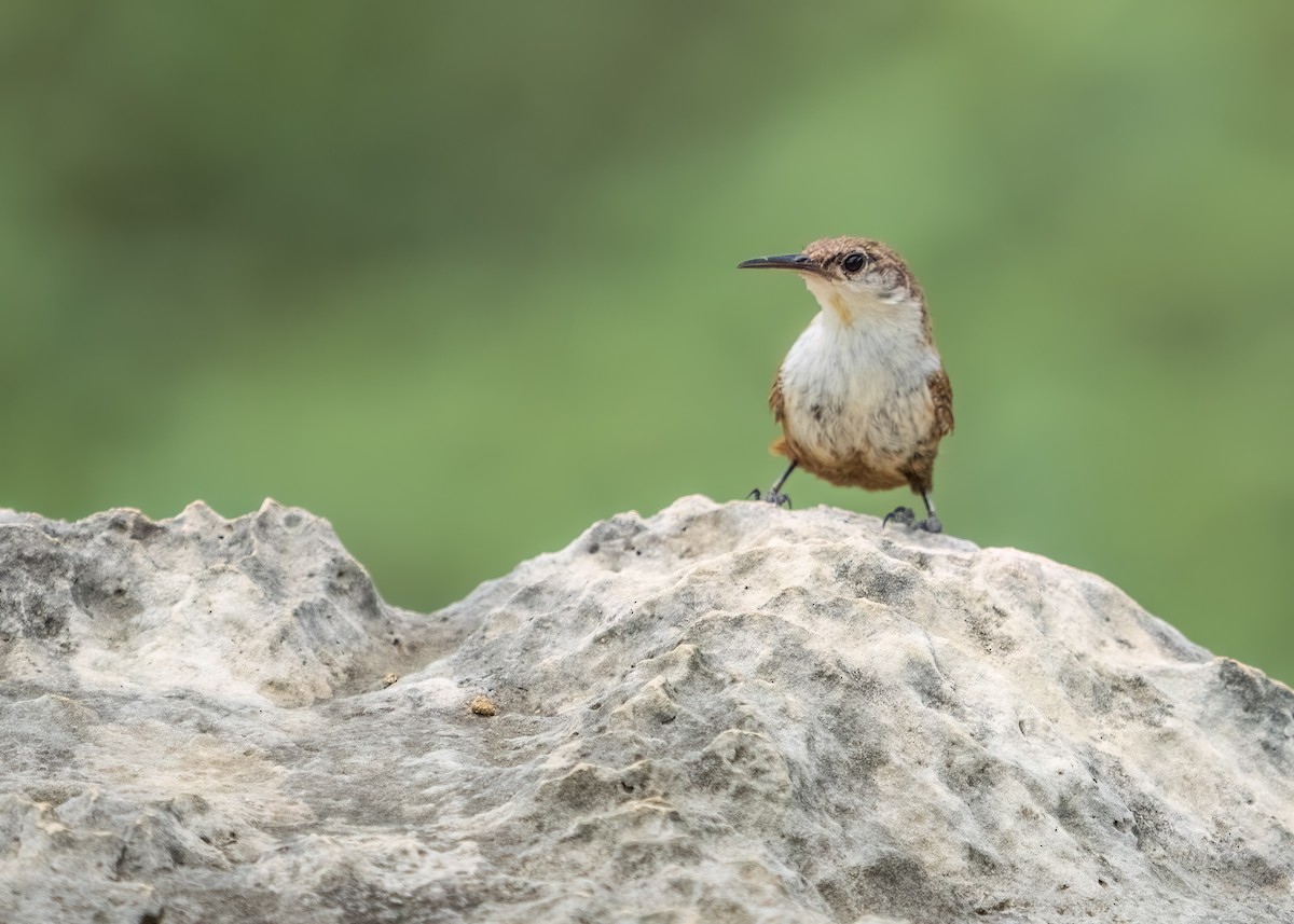 Canyon Wren - ML643257218