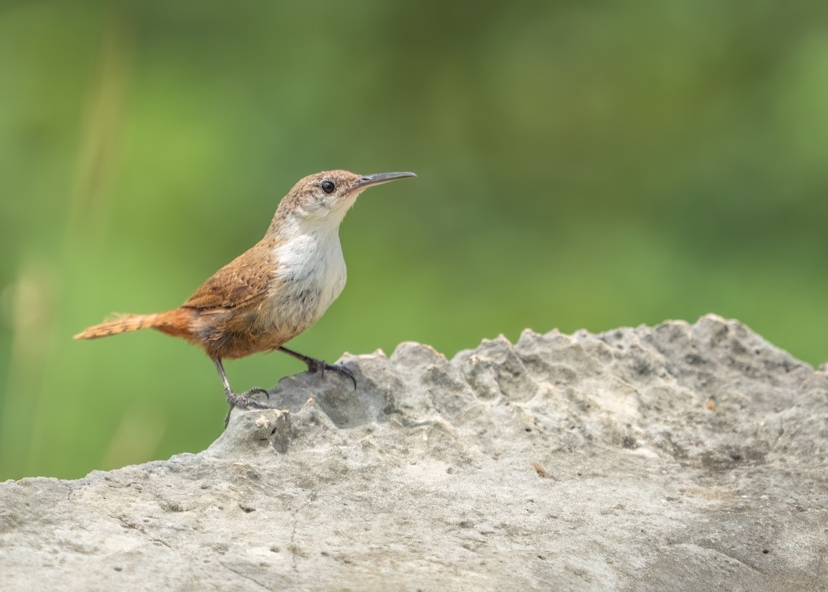 Canyon Wren - ML643257232