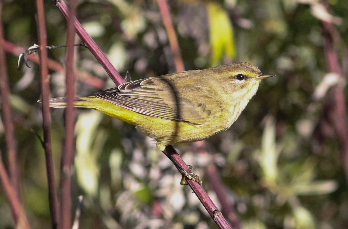 Palm Warbler (Yellow) - ML643257240