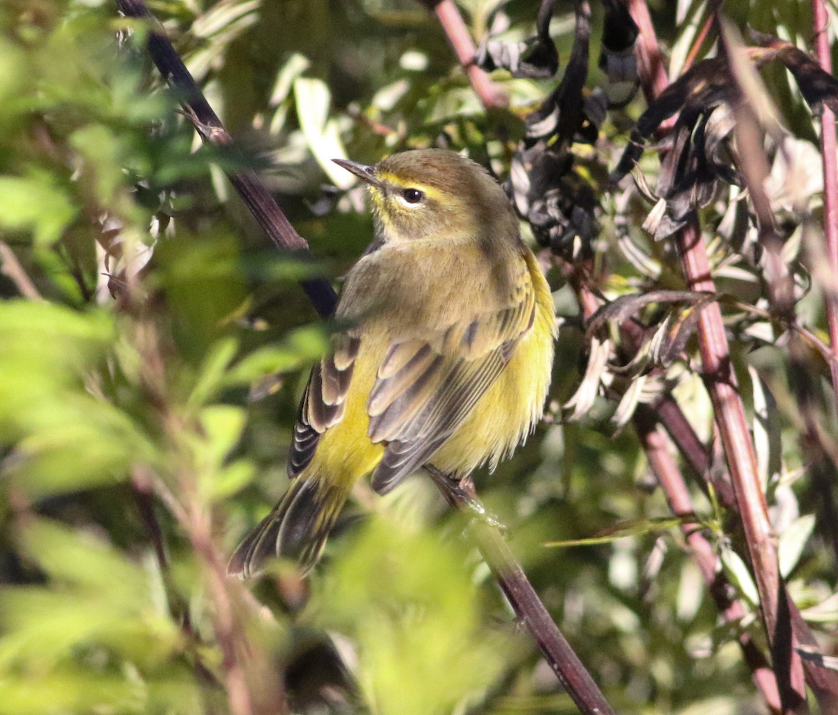 Palm Warbler (Yellow) - ML643257241
