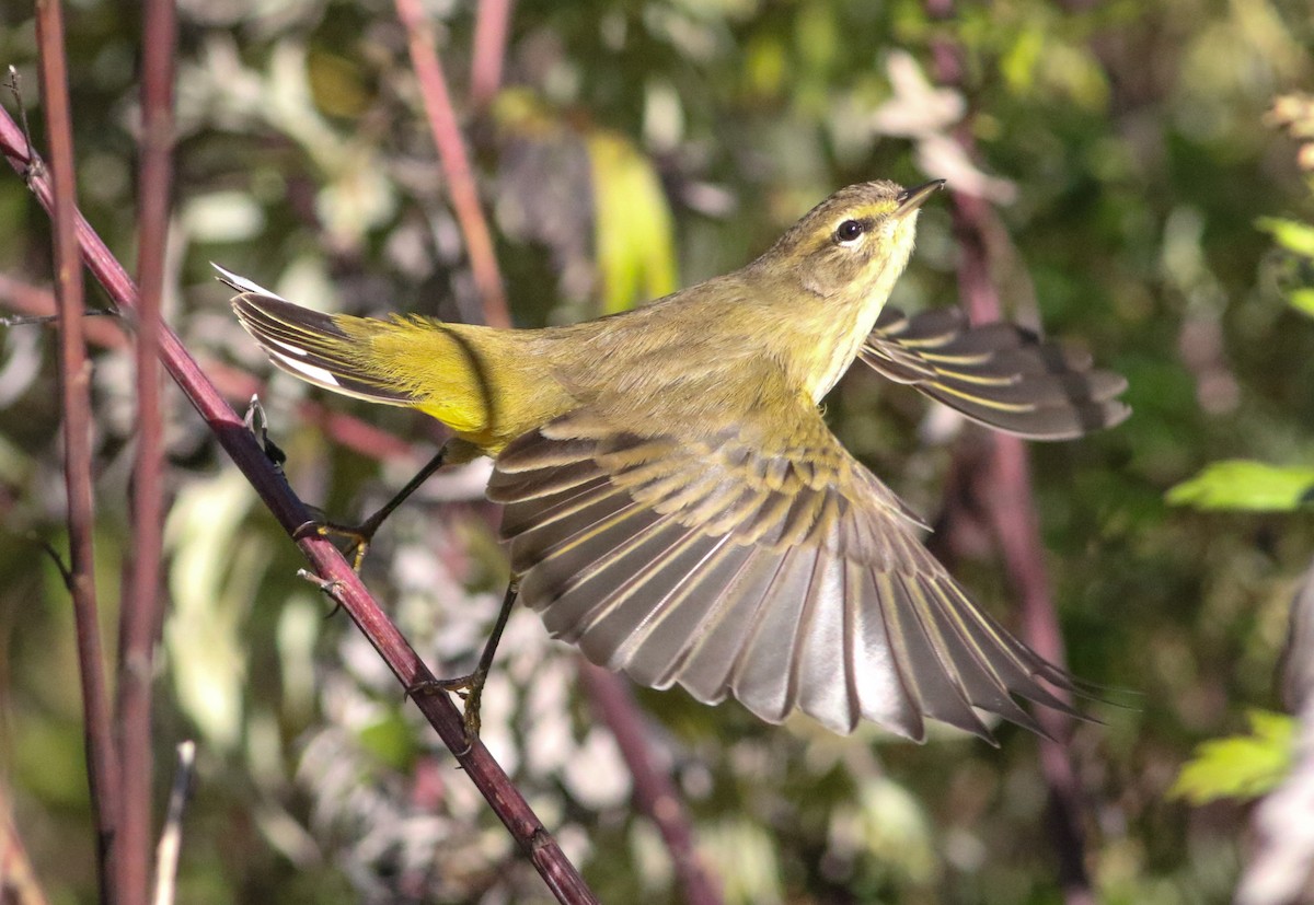 Palm Warbler (Yellow) - ML643257242