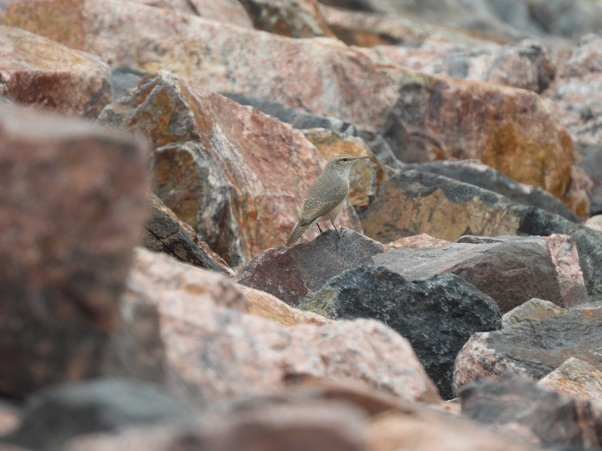 Rock Wren - ML643257270
