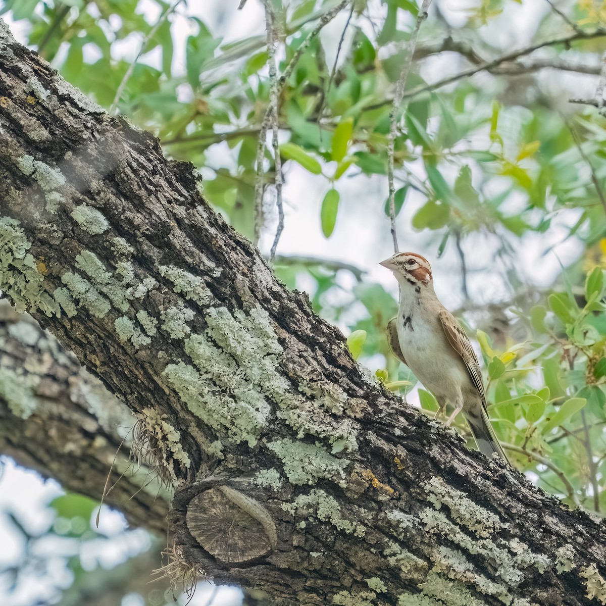 Lark Sparrow - ML643257273