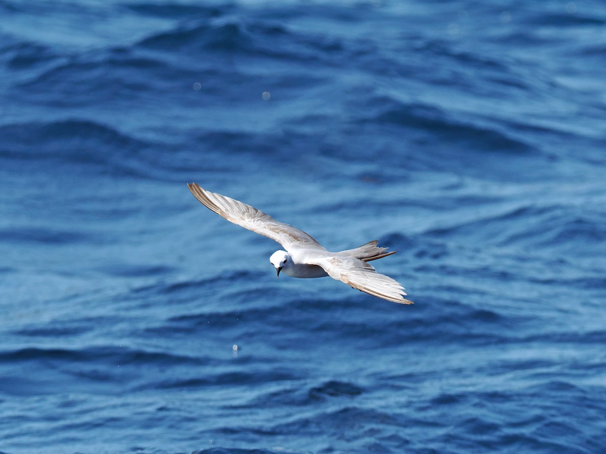 Gray Noddy - ML643257285