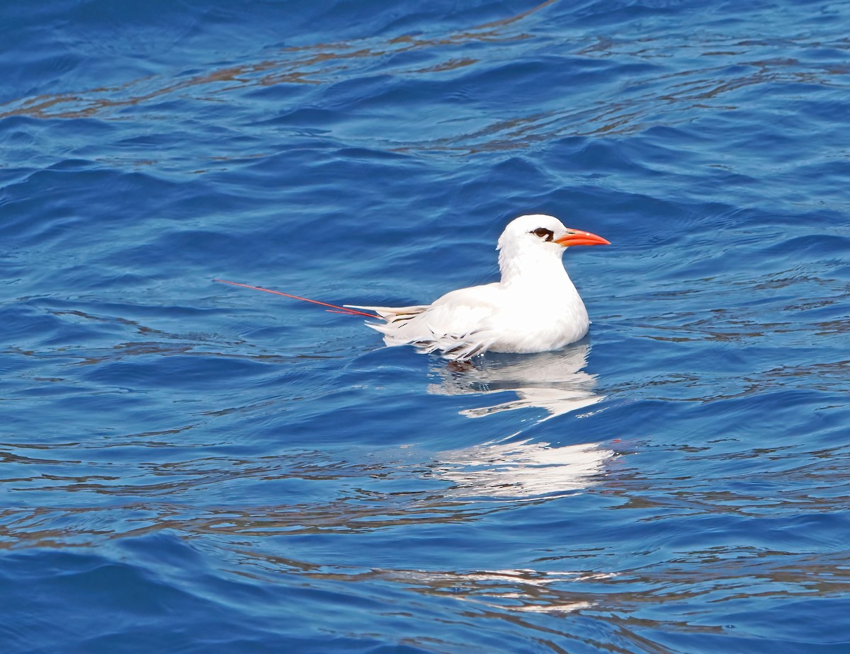 Red-tailed Tropicbird - ML643257299