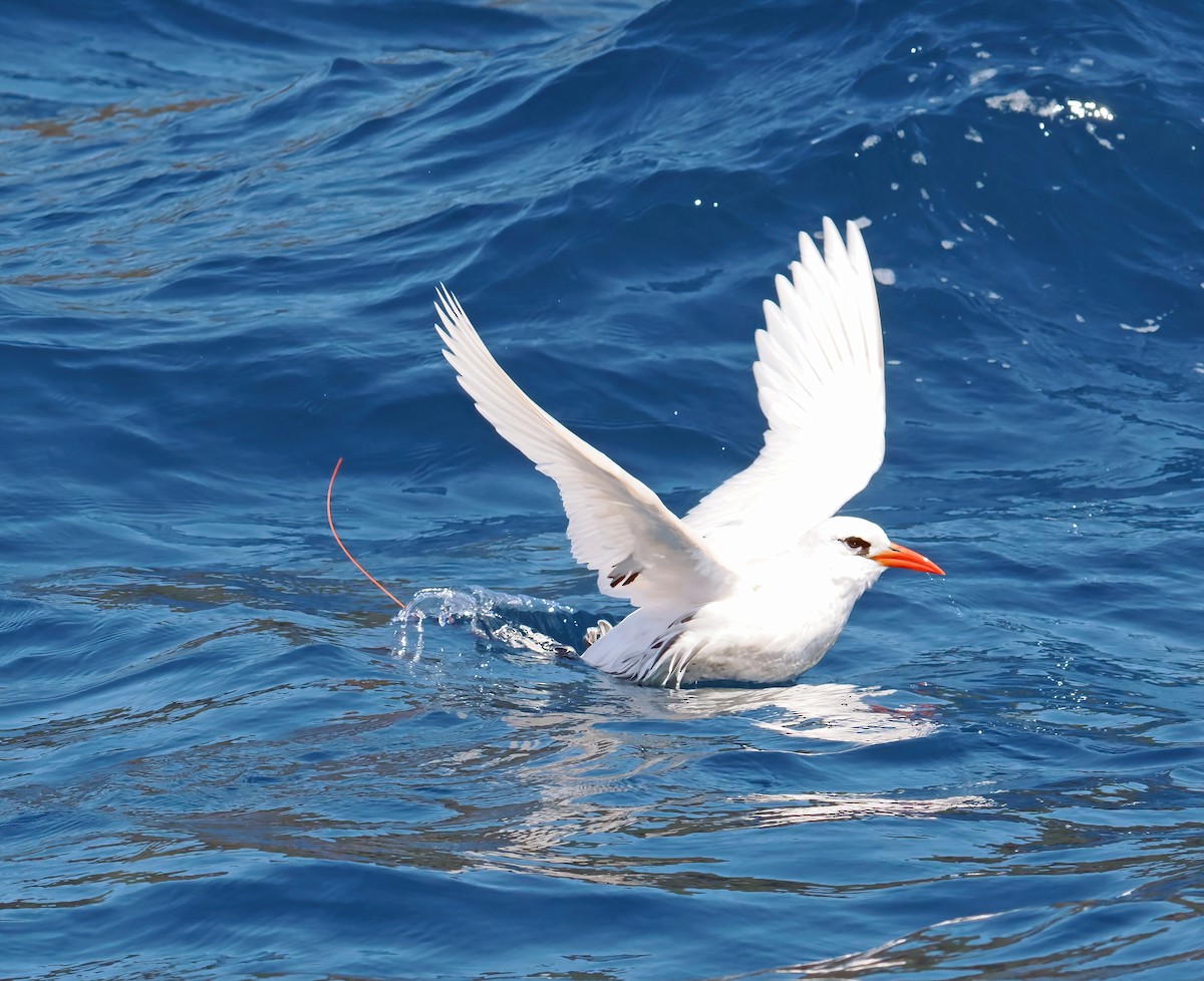 Red-tailed Tropicbird - ML643257300