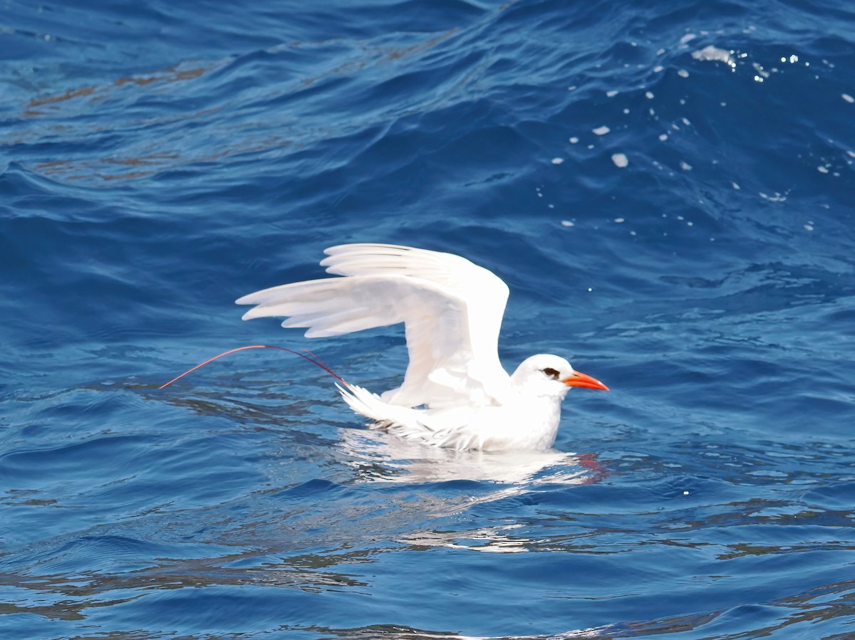 Red-tailed Tropicbird - ML643257301