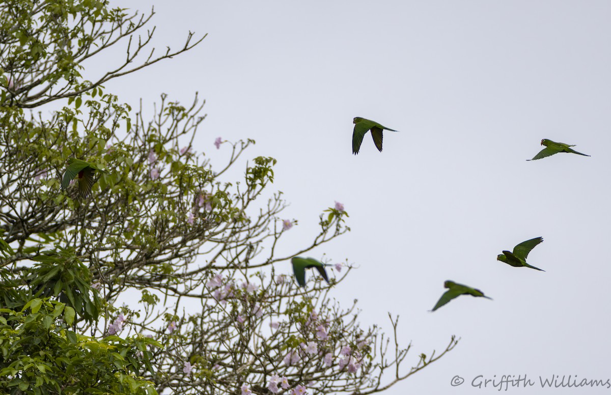 Crimson-fronted Parakeet - ML643257312