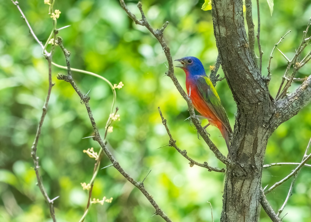 Painted Bunting - ML643257313