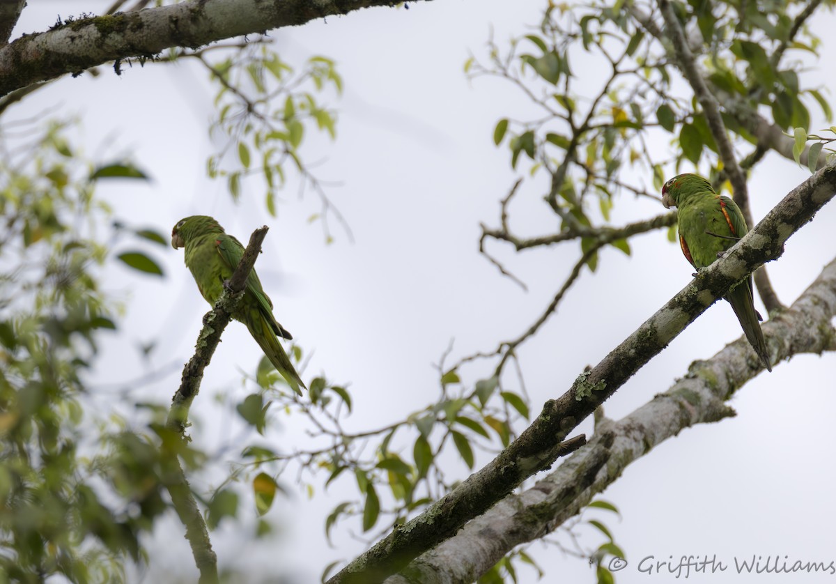 Crimson-fronted Parakeet - ML643257316