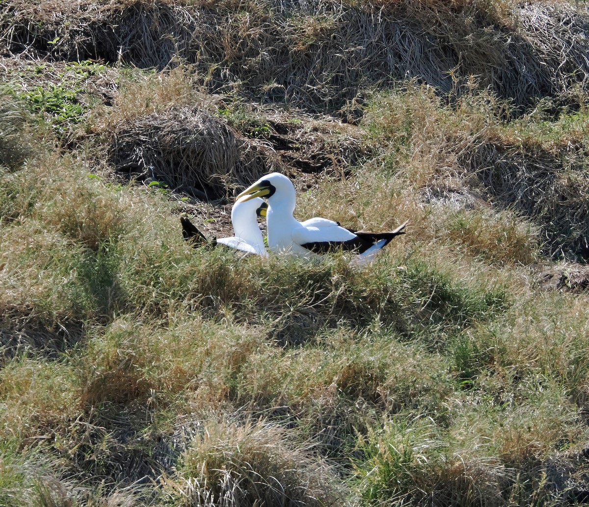 Masked Booby - ML643257320