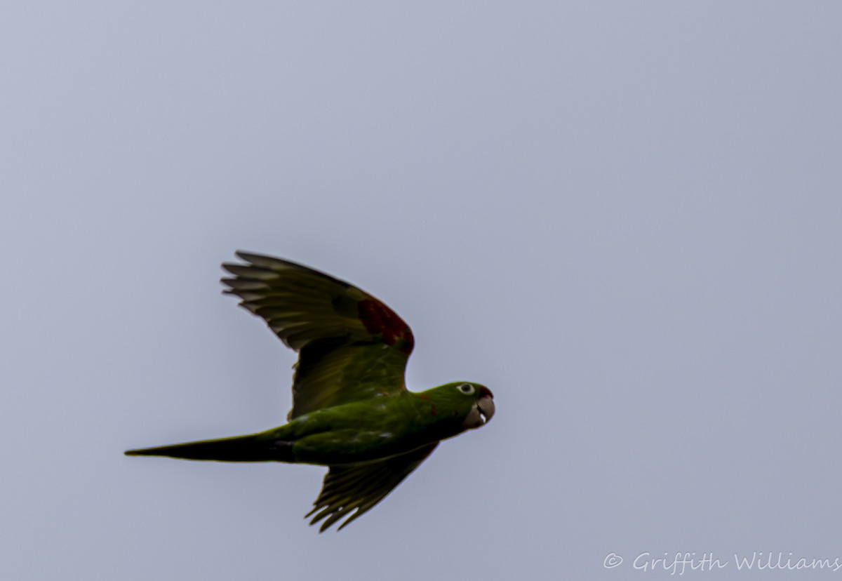 Crimson-fronted Parakeet - ML643257324