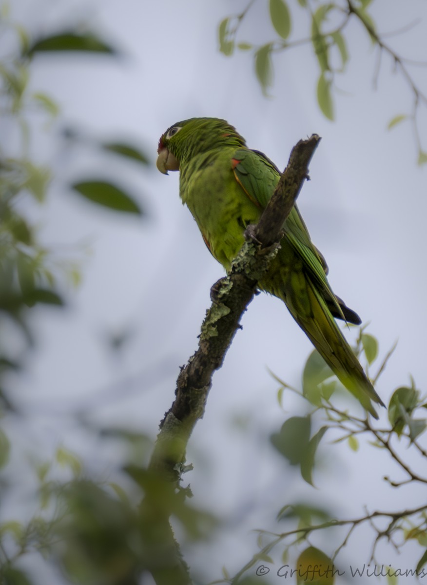 Crimson-fronted Parakeet - ML643257333