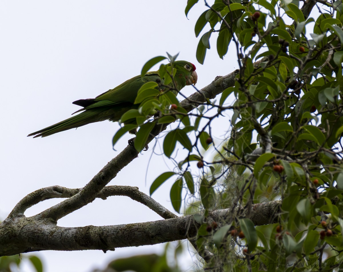 Crimson-fronted Parakeet - ML643257347