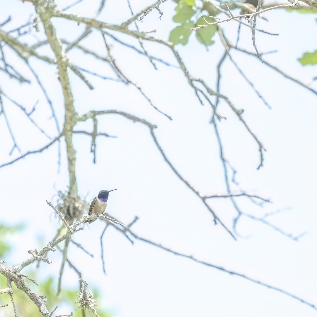 Black-chinned Hummingbird - ML643257362