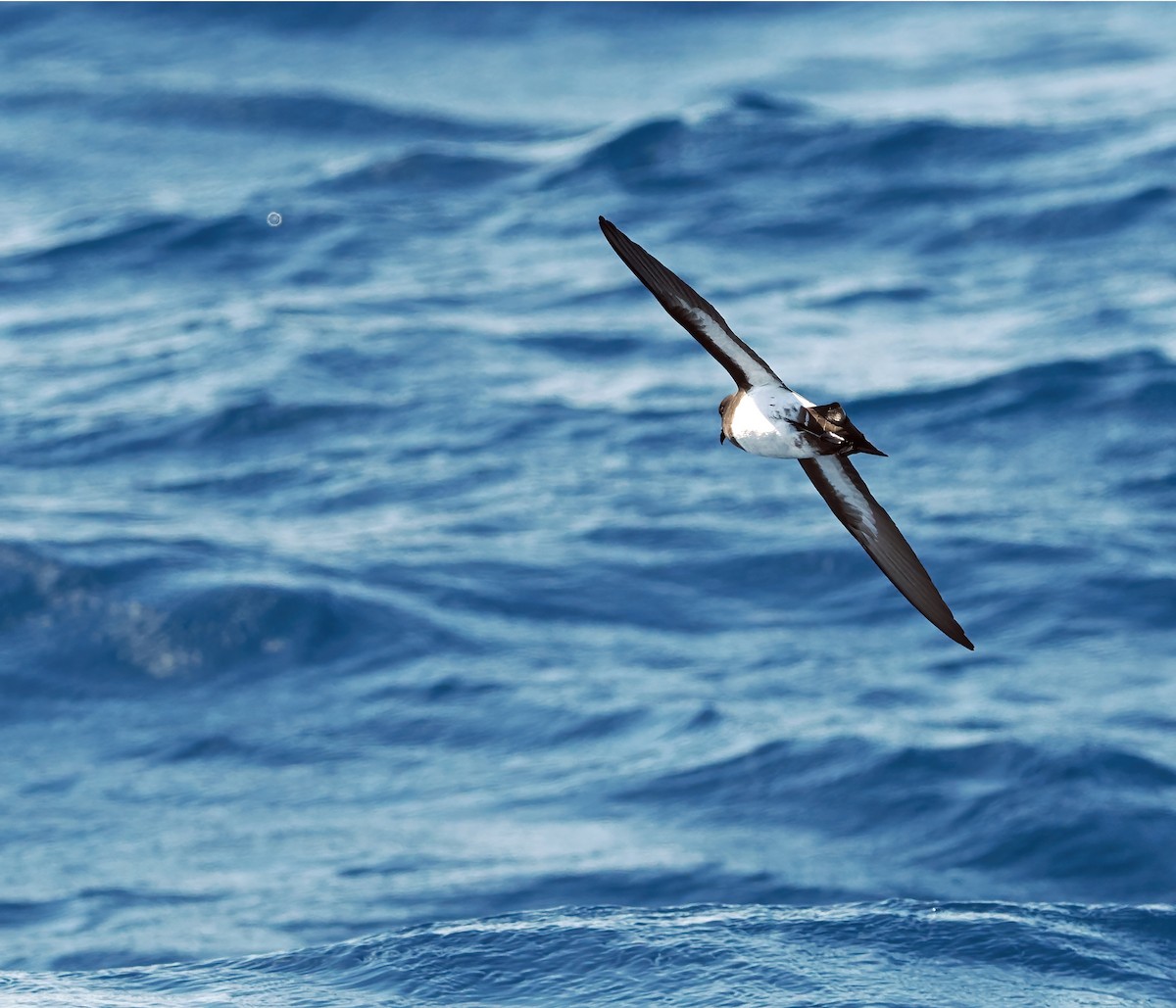 White-bellied Storm-Petrel - ML643257372