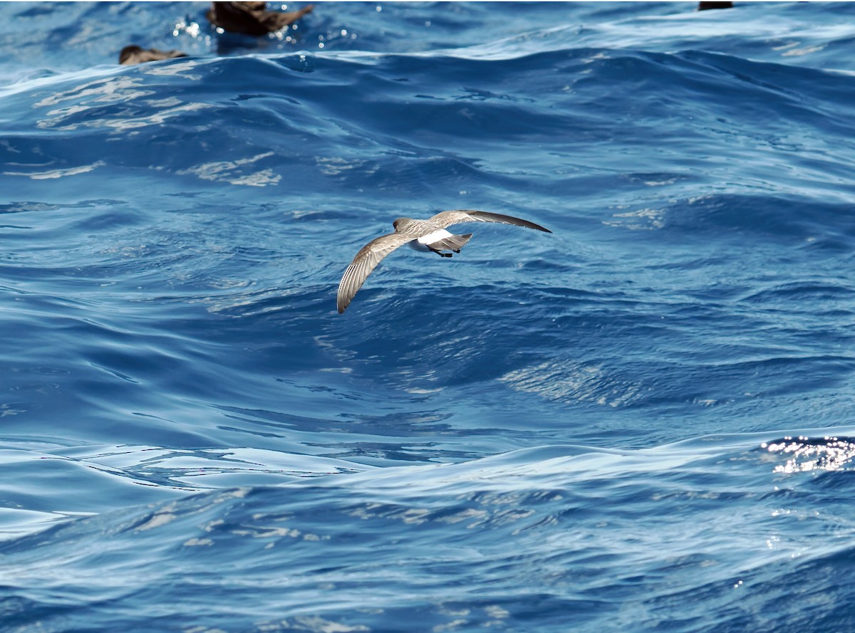 White-bellied Storm-Petrel - ML643257373