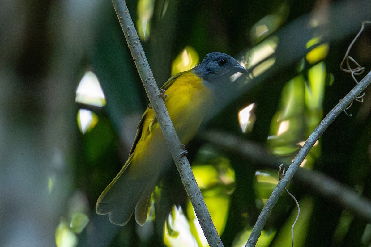 Gray-headed Tanager - ML643257391