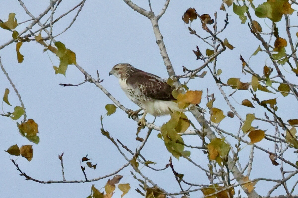 Red-tailed Hawk - ML643257425