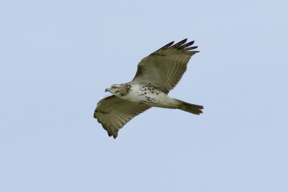 Red-tailed Hawk - ML643257428
