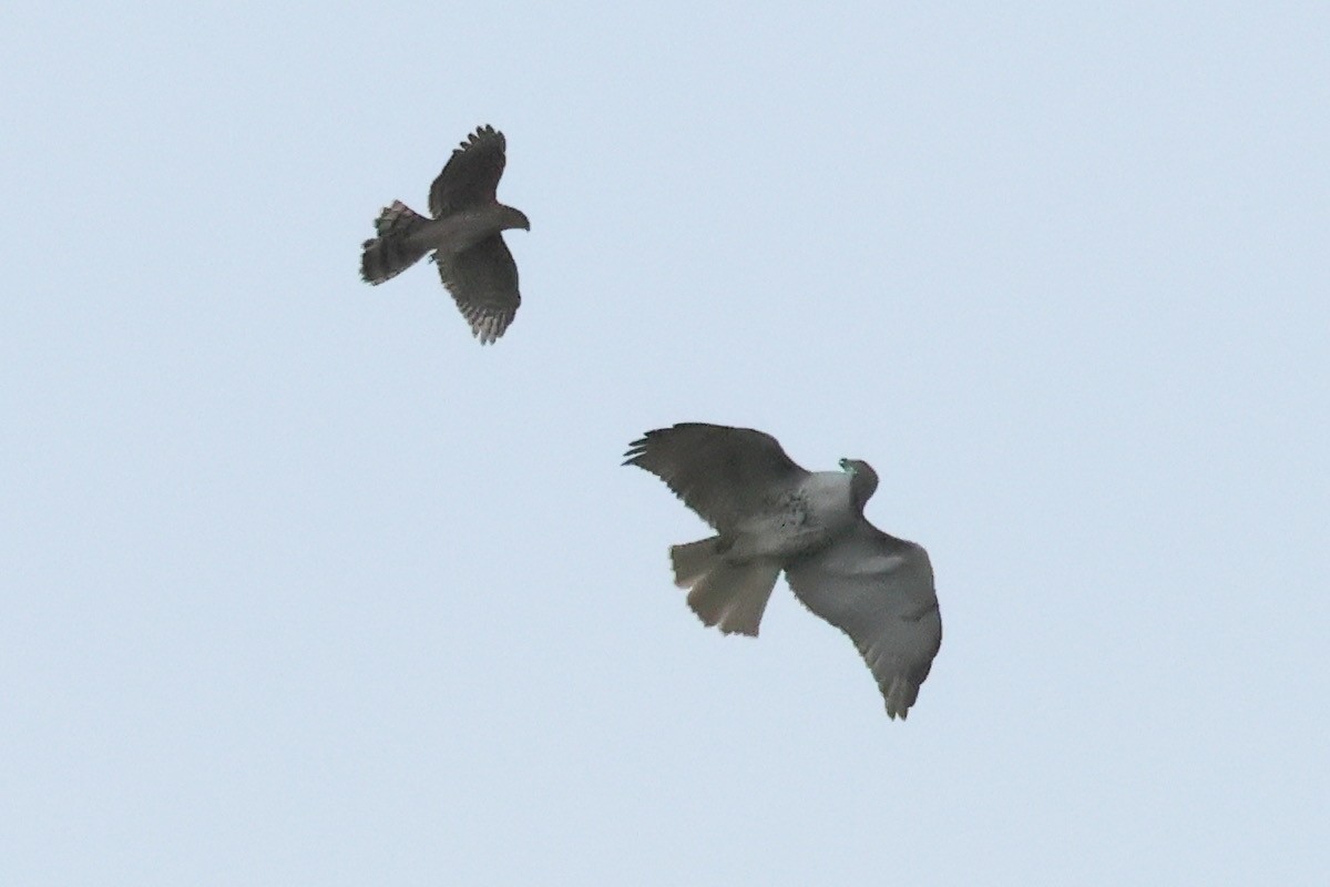 Red-tailed Hawk - ML643257432
