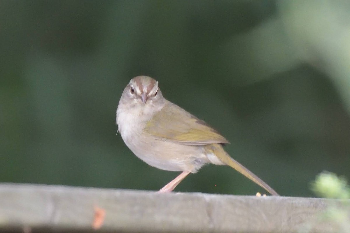 Olive Sparrow - ML643257433