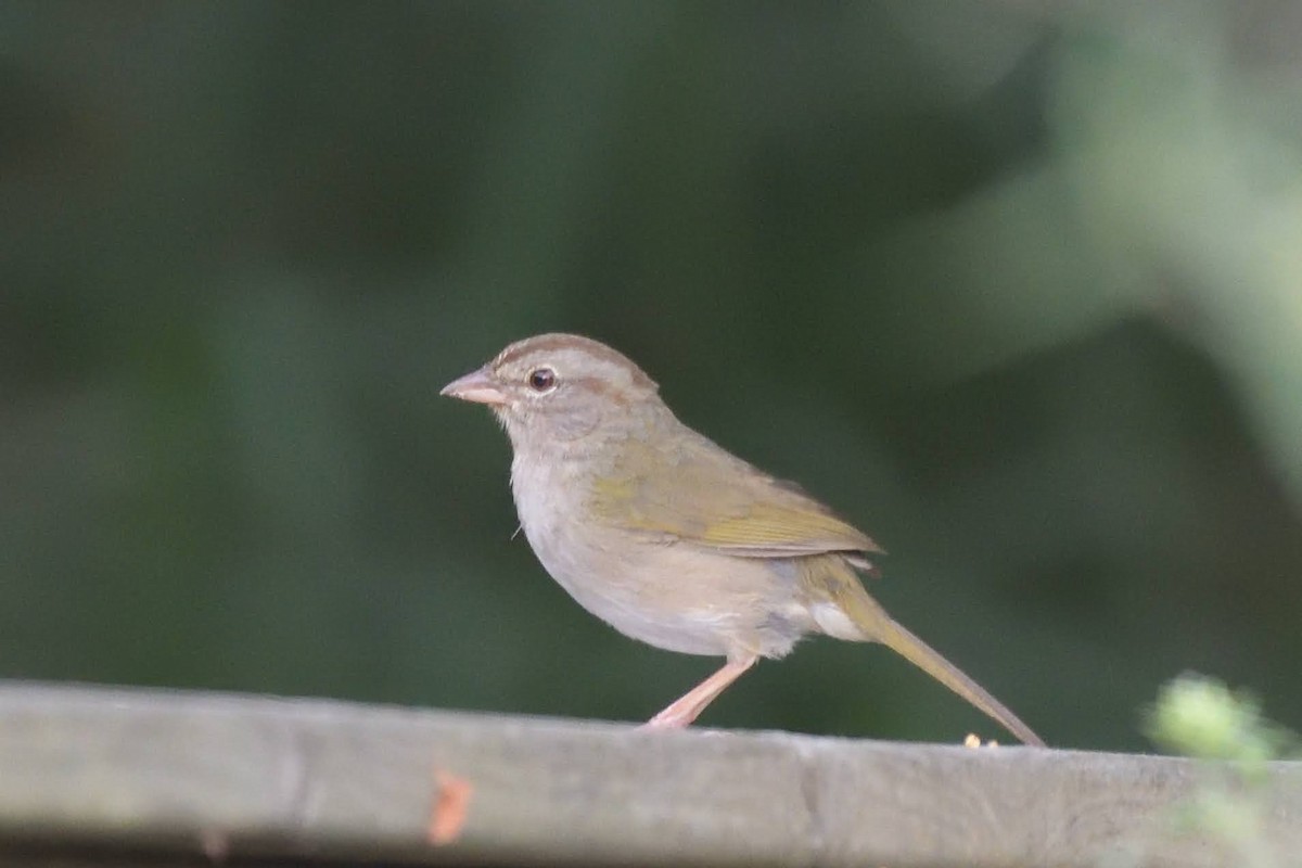 Olive Sparrow - ML643257434