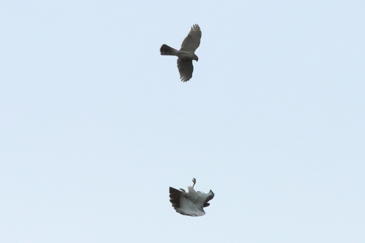 Red-tailed Hawk - ML643257437