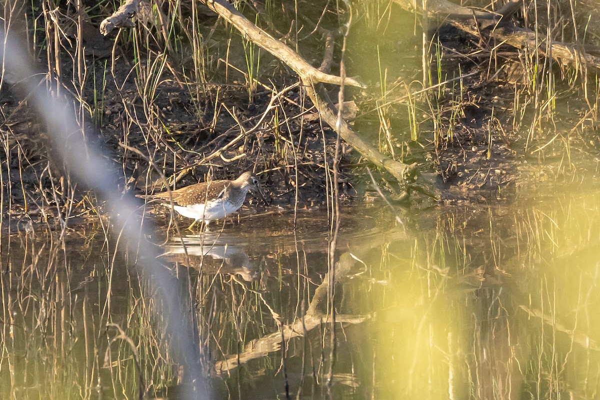 Solitary Sandpiper - ML643257441