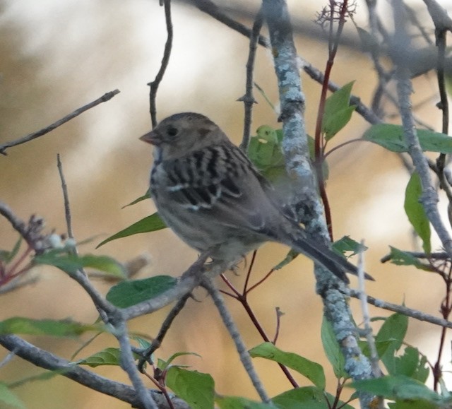 Harris's Sparrow - ML643257443